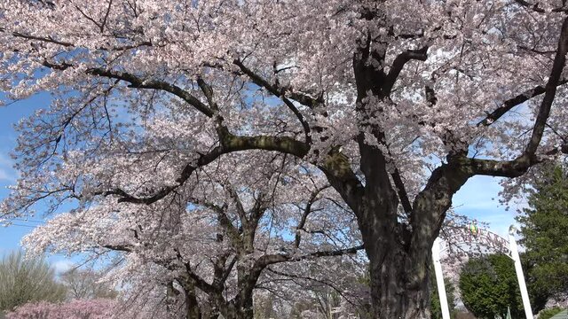 岩瀬牧場の桜（福島県・鏡石町）