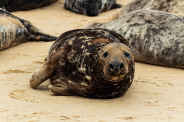 seal on the beach