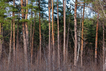 Edge of forest with deciduous bushes on foreground in springtime