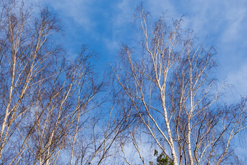 Fototapeta na wymiar Tops of the birches against a sky early spring