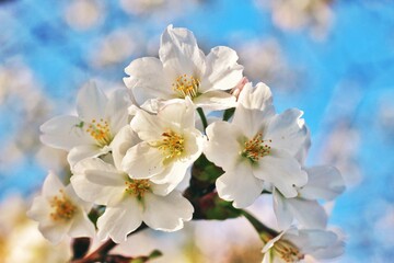 満開の桜の花々