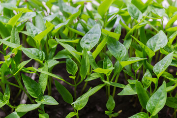 Bell pepper seedlings after germinating seeds in ground, close-up