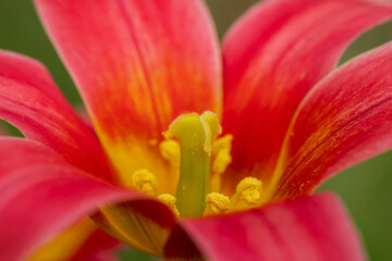 close up of a tulip © Pears Glafey