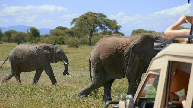 Amazing portrait of african elephants passing by tourists in suv in safari park. magnifficent wildlife showing up in it's natural habitat. Travellers cheering up and filming wild animals.