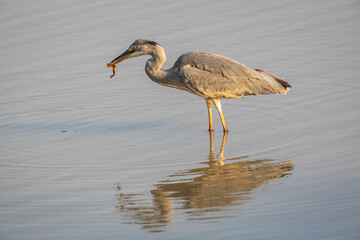 Grey Heron (Ardea cinerea) standing in lake with just caught frog