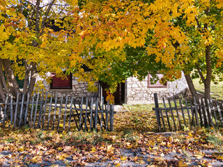 in autumn, wooden fence in front of old house and trees with colored leaves in front yard