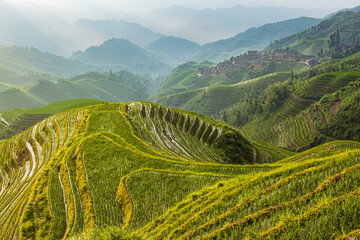 Landscape in early morning light with the traditional Longsheng rice terraces and the little...