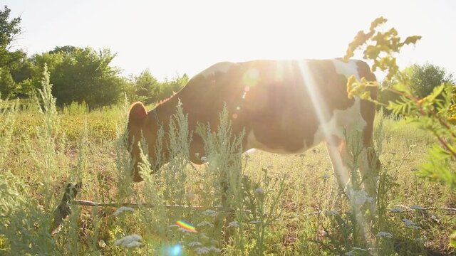 The cow is a sacred animal grazing in the meadow and eating grass on a sunny day at sunset. India concept