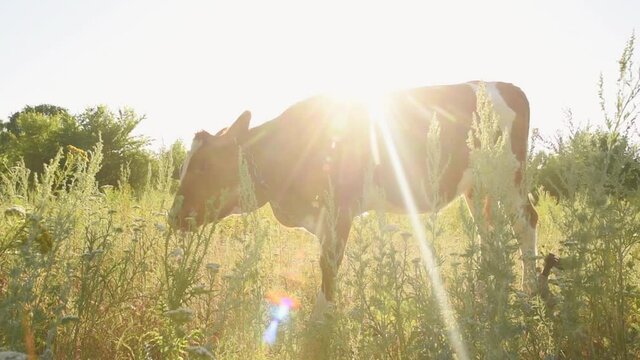 The cow is a sacred animal grazing in the meadow and eating grass on a sunny day at sunset. India concept