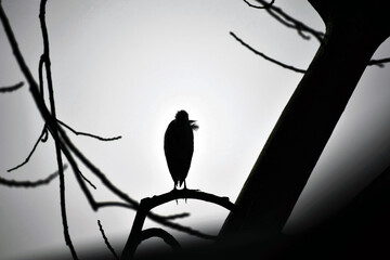 Black shadow of a bird sitting on a tree branch isolated on white background