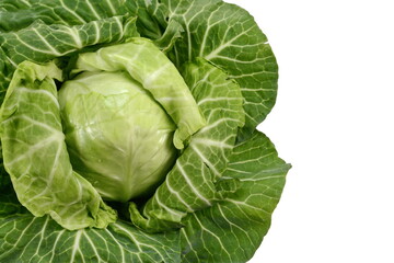 Fototapeta na wymiar Cabbage isolated on white background. Fresh green cabbage.