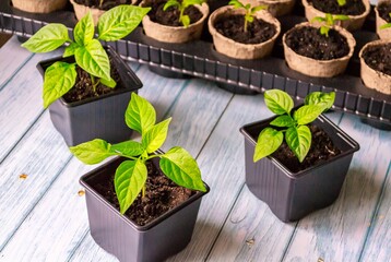 Home gardening. Seedlings of peppers and tomatoes in pots on a blue wooden background