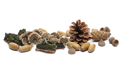 Pine cones, acorns, fungi, and mossy tree barks pile, isolated on white background