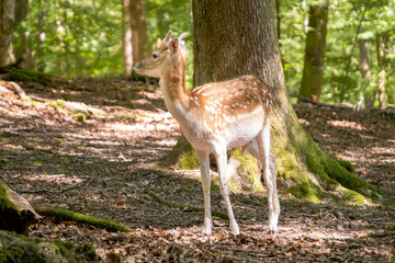 Jeune daim de profil dans une forêt