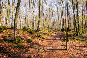 Spring sunrise in La Fageda D En Jorda Forest, La Garrotxa, Spain