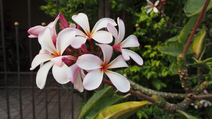 Temple tree flowers, Apocynaceae Frangipani or Plumeria  and Wrightia religiosa  branches and leaves