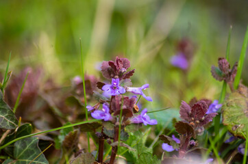 Gundermann Gundelrebe