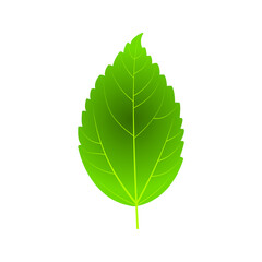 leaf icon on white background. nature sign. vector illustration