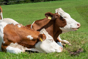 Brown and white cows in a grassy field on a bright and sunny day.