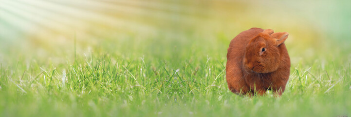 Delicate festive Easter card. Little brown easter bunny on the background of fresh grass of a sunny meadow