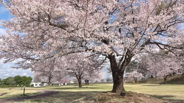 鳥見山公園の桜（福島県・鏡石町）