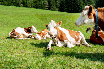 Brown and white cows in a grassy field on a bright and sunny day.