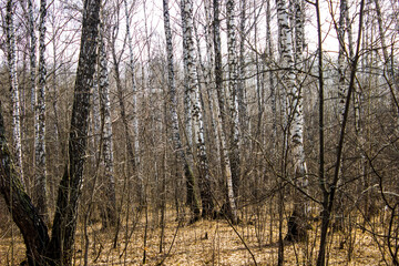 birch forest on a warm spring day 