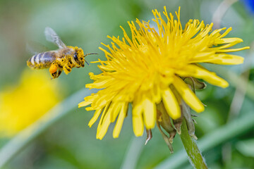 Fliegende Biene bei der Bestäubung eines Löwenzahns