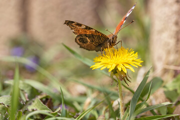 Tagpfauenauge auf Löwenzahn