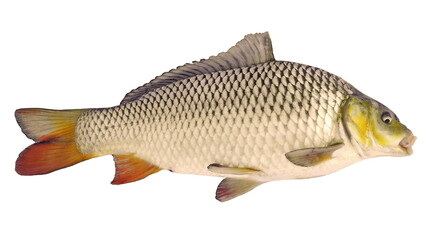 Big carp isolated on white background with clipping paths
