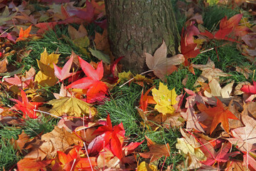 Herbstlaub