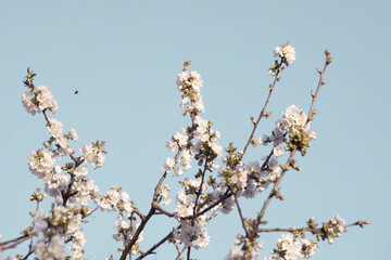 Blooming branches on blue sky background. Beautiful white flowers, bright background. Spring peak blossom, flowering brunch close-up.