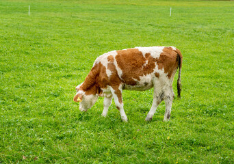 Brown and white cows in a grassy field on a bright and sunny day.