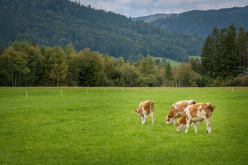 Fototapeta na wymiar Brown and white cows in a grassy field on a bright and sunny day.