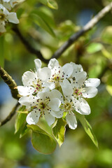 bourgeons fleurs pommier arbre printemps