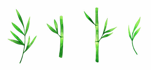 Fototapeta na wymiar Green bamboo watercolor illustration isolated on white background. Bamboo bamboo branches and leaves clipart.