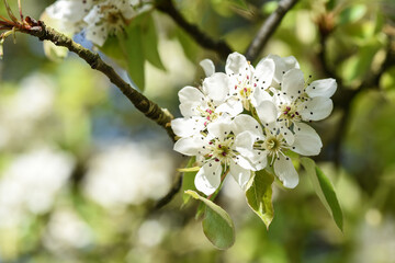 bourgeons fleurs pommier arbre printemps