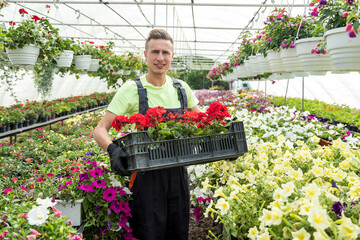 Young man holding box full of spring flowers working in industrial greenhouse