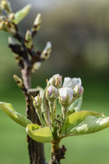 bourgeons fleurs pommier arbre printemps