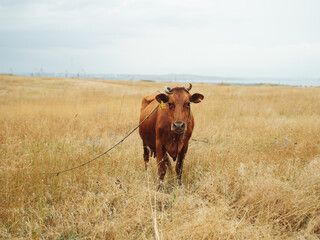 A large red cow grazes in a field in the nature of a horn pet