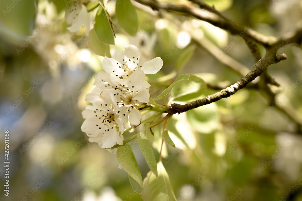 Wall mural bourgeons fleurs pommier arbre printemps