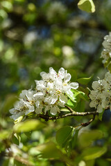 bourgeons fleurs pommier arbre printemps