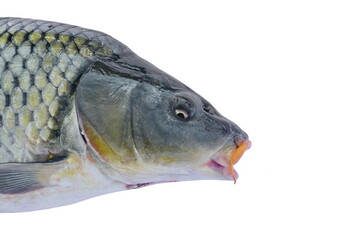 Big carp isolated on white background with clipping paths