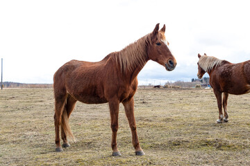 Fototapeta premium Domestic horses graze on a horse farm. Red horse. Agriculture image.