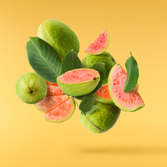 Fresh ripe guava falling in the air. Zero gravity concept
