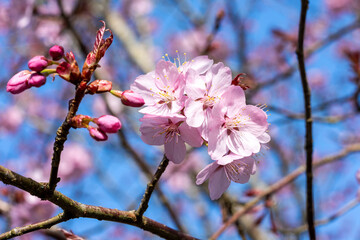 Prunus sargentii a springtime flowering cherry tree plant with pink flower blossom in the spring season which is commonly known as Sargent's cherry, stock photo image