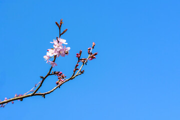 Prunus sargentii a springtime flowering cherry tree plant with pink flower blossom in the spring season which is commonly known as Sargent's cherry, plenty of copy space stock photo
