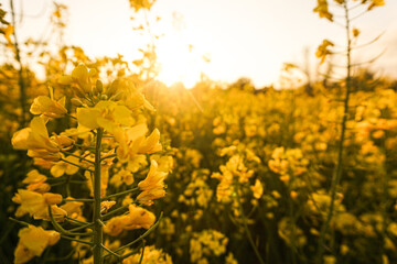 Group of yellow flowers in a field