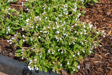 Pulmonaria 'Sissinghurst White' a spring flowering plant found in the spring flower season which is commonly known  as lungwort, stock photo image