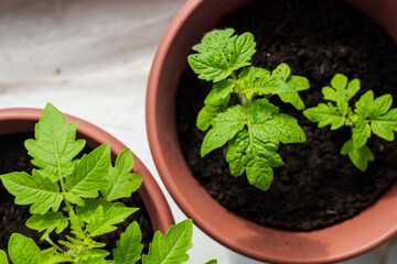 Seedlings of tomatoes in a plastic pot on a windowsill